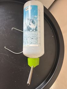 rabbit water bottle