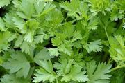 Parsley seeds