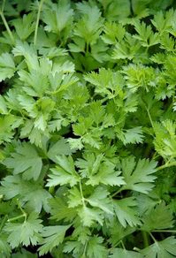 Parsley seeds