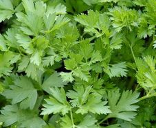 Parsley seeds