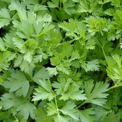 Parsley seeds
