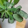 Sansevieria Moonshine plant in white ceramic pot Image 2