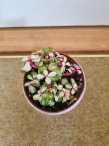 Portulacaria afra / Elephant Bush plant