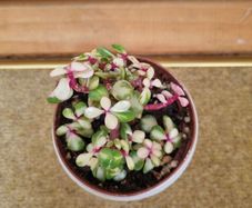 Portulacaria afra / Elephant Bush plant