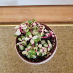 Portulacaria afra / Elephant Bush plant