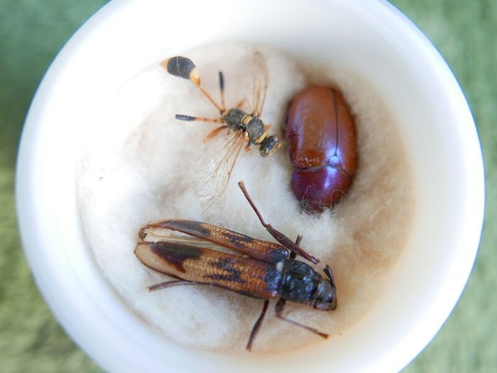 Vintage Insects, Hymenoptera in an antique container