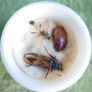 Vintage Insects, Hymenoptera in an antique container Image 2