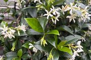 Established 210cm evergreen trachelospermum star fragrant flower jasmine in large rattan planter with trellis