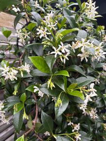 Established 210cm evergreen trachelospermum star fragrant flower jasmine in large rattan planter with trellis