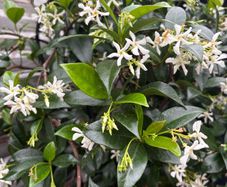 Established 210cm evergreen trachelospermum star fragrant flower jasmine in large rattan planter with trellis