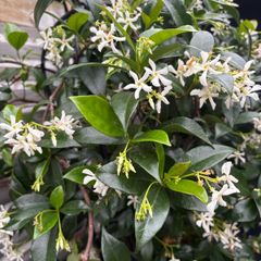 Established 210cm evergreen trachelospermum star fragrant flower jasmine in large rattan planter with trellis