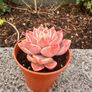 plant Image 2