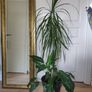 tall Madagascar Dragon Tree (Dracaena marginata),  Peace Lily plant in the black  plastic pot container Image 6