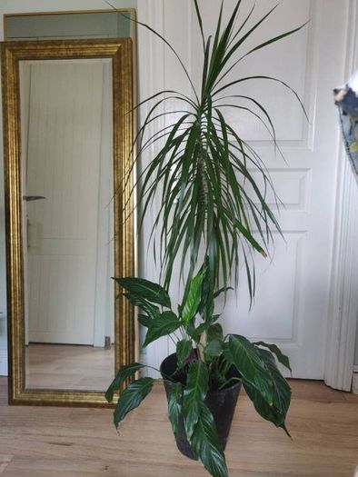 tall Madagascar Dragon Tree (Dracaena marginata),  Peace Lily plant in the black  plastic pot container