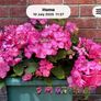 Hydrangea French Can Can doing well in 2nd summer in pot Image 4