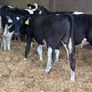 Fresian Bulls Image 3
