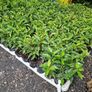 Laurel Hedging Plants, in Pots Image 8