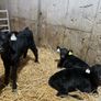 calfs in New Ross today Image 4