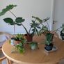 House plants - alocasia and philodendron Image 3