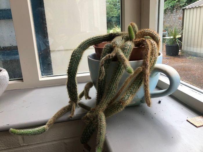 Cactus