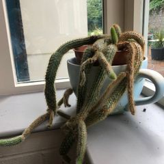 Cactus