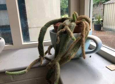 Cactus