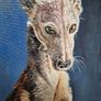 #2 Spanish Greyhound / Galgo Espaniol / oil painting on canvas panel Image 9