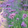 plants Image 3