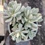 Succulent Image 2