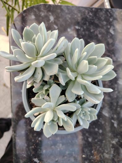 Succulent