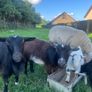 Pygmy goats Image 3
