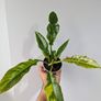 Philodendron Ring Of Fire Plant Image 3