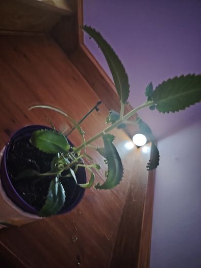 Mother of Millions