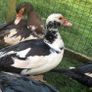 Hatching eggs Image 9