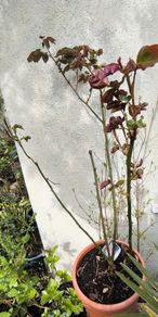 garden plants