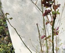 garden plants