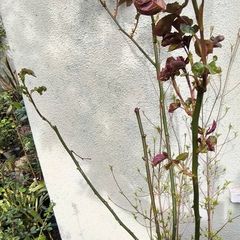 garden plants