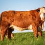 Roscommon mart SPRINGER sale Image 2