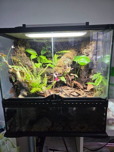 Complete Bio Active Terrarium