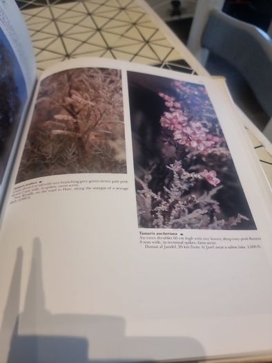 An illustrated guide to the flowers of Saudi Arabia (Hard covers, dust jacket