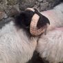 Mayo Mountain Rams Image 4