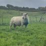 Pedigree Charollais stock ram for sale. Image 2