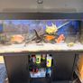 Fish Image 2