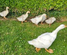 Embden goslings
