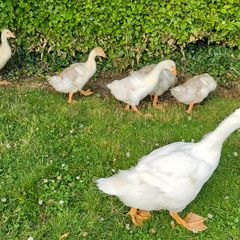 Embden goslings