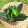Sansevieria Hahnii in a grey pot Image 2