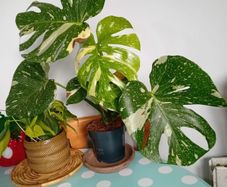 Monstera Thai constellation