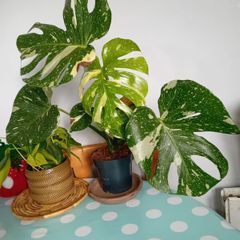 Monstera Thai constellation