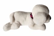 Cute White Puppy Dog
