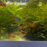Aquarium Plants Image 5